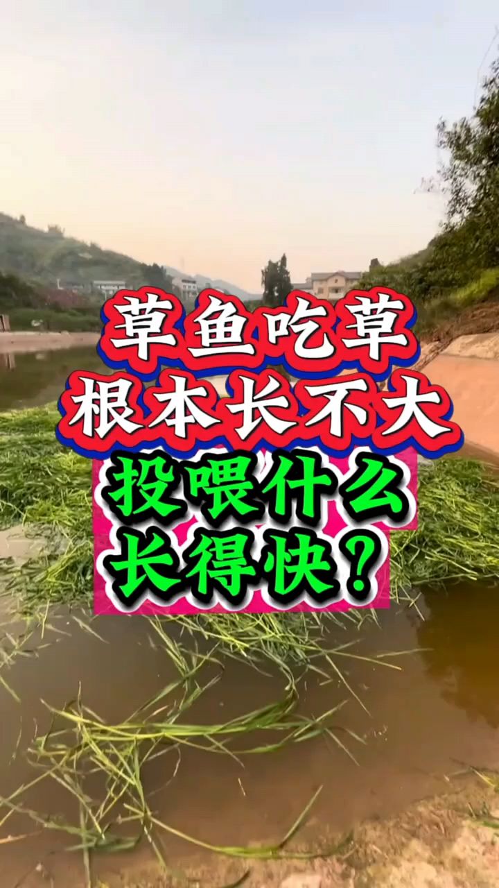 草鱼只吃草能长大吗