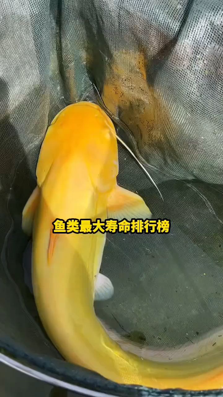 鱼类最大寿命排行榜