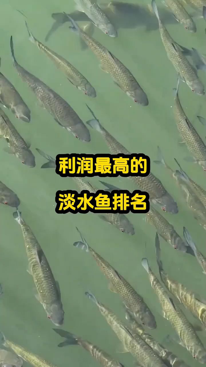 利润最高的淡水鱼是什么？