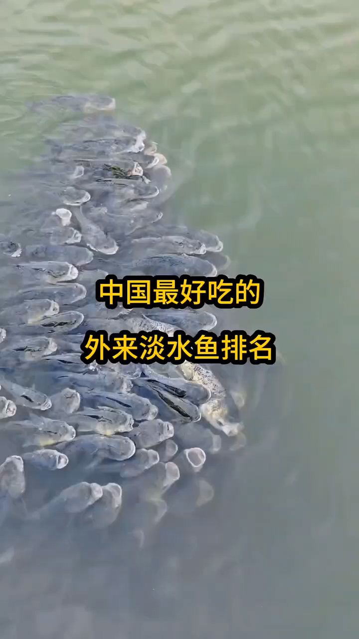 最好吃的淡水鱼有什么?