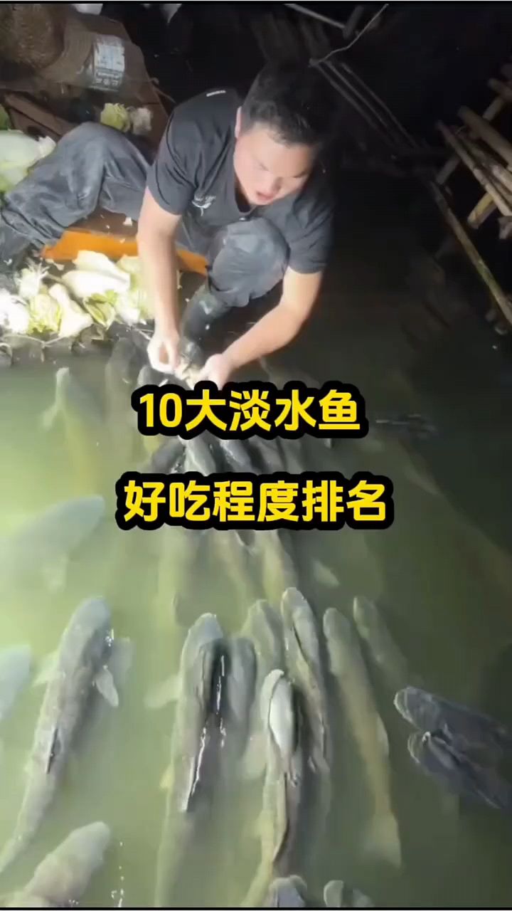 淡水鱼好吃排名程度