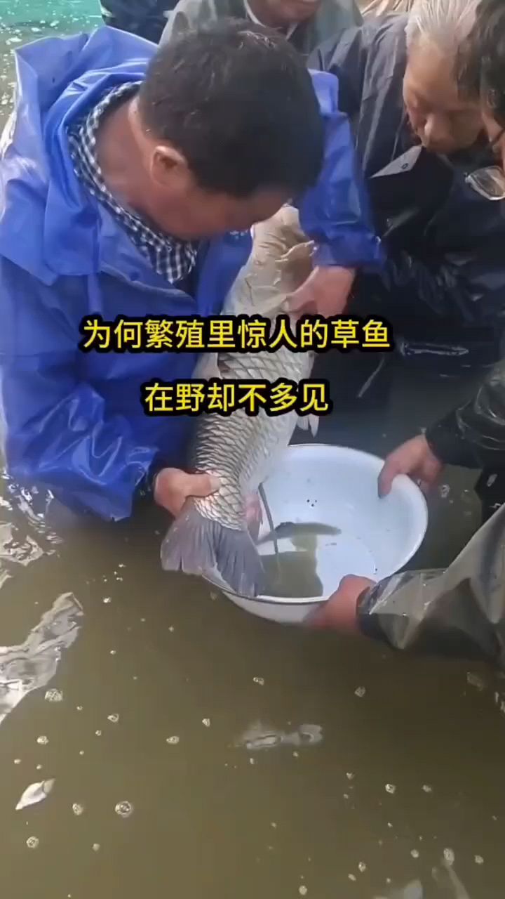 野外的大草鱼为什么不多