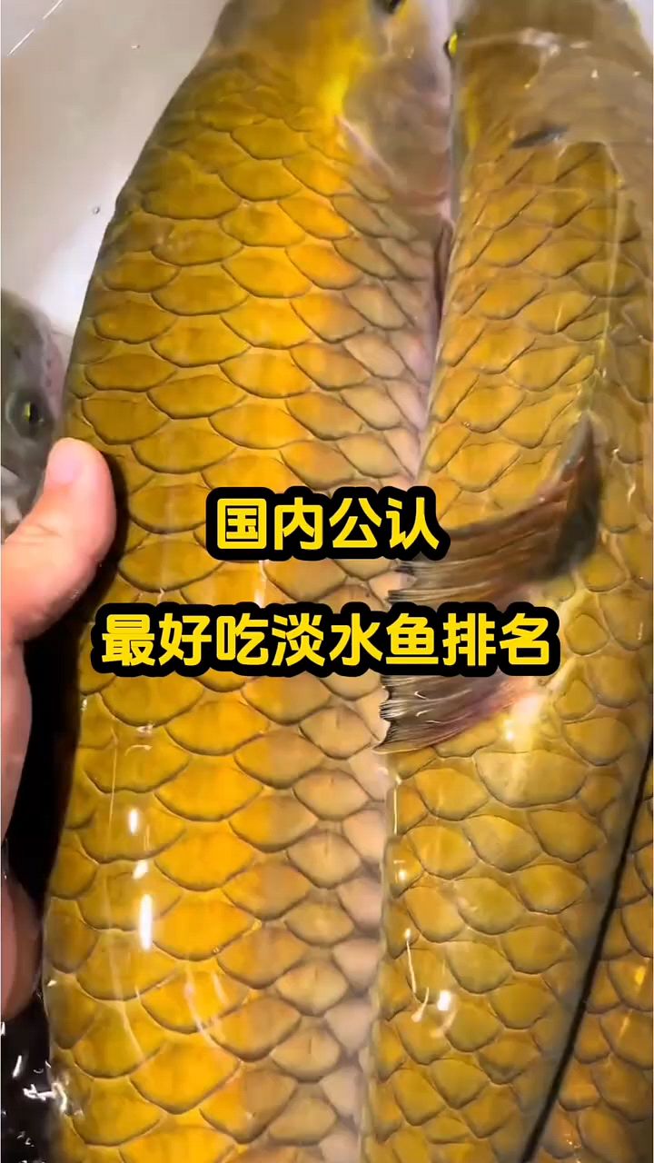 最好吃的淡水鱼排行