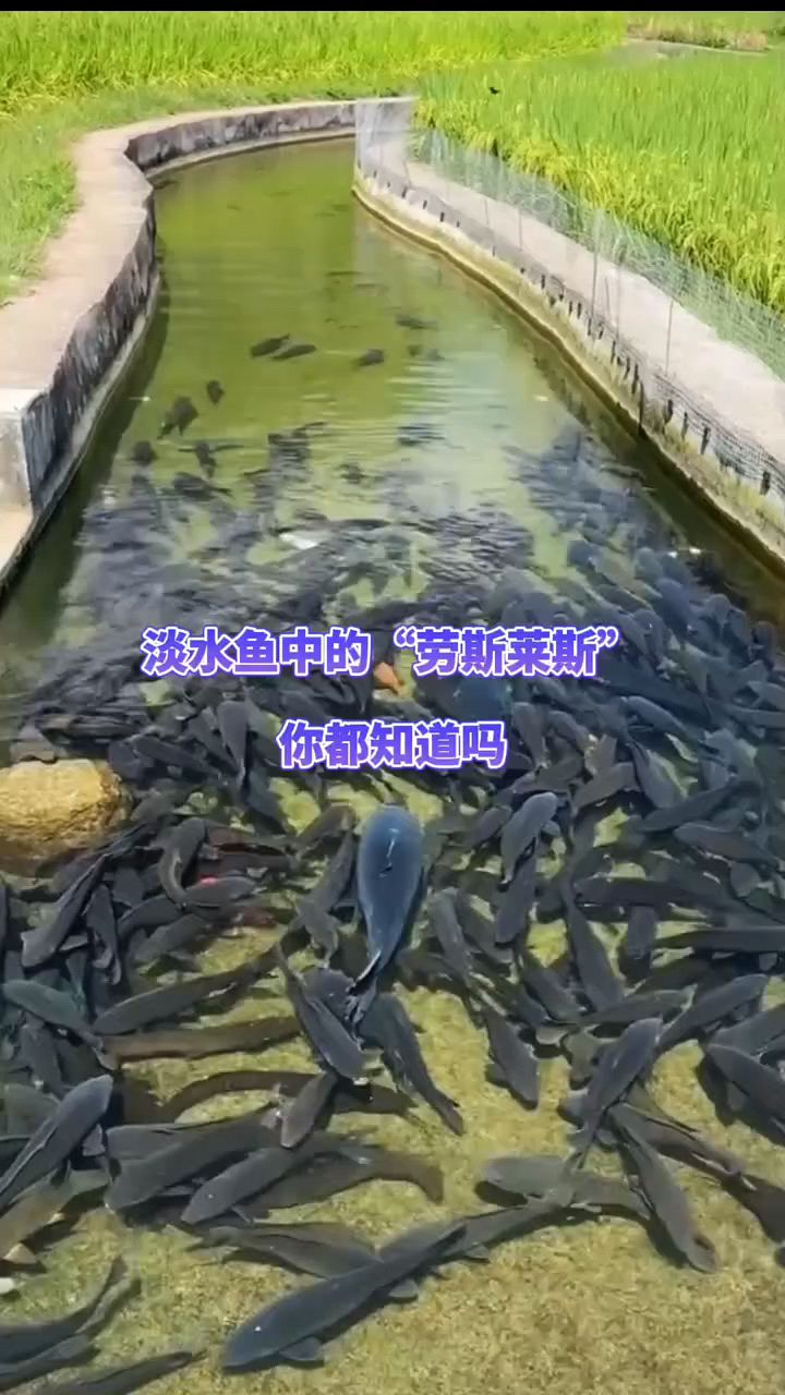 淡水鱼中的劳斯莱斯你知道吗