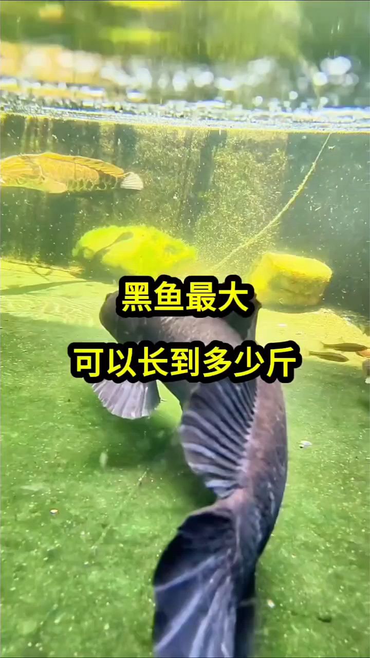 黑鱼最大能长多大?