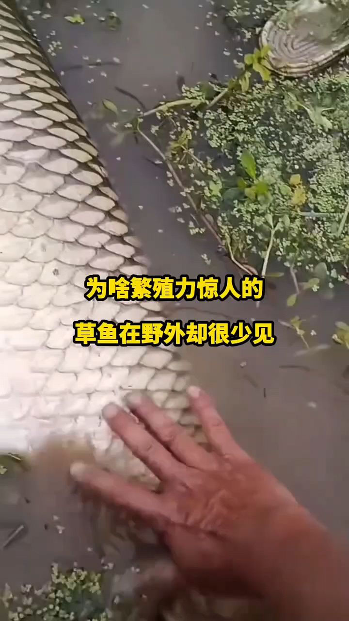 野外大草鱼为什么不多