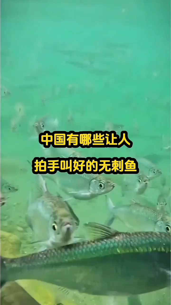 好用刺少的淡水鱼有哪些
