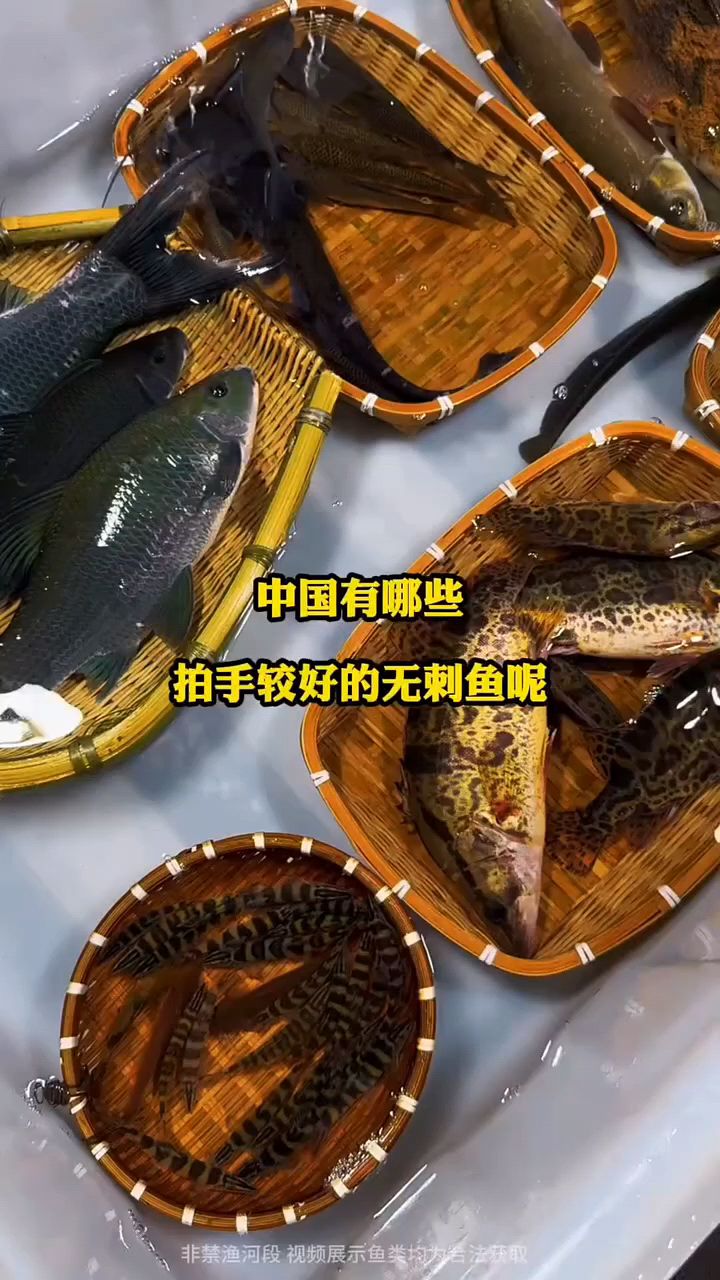 好吃无刺的鱼有哪些