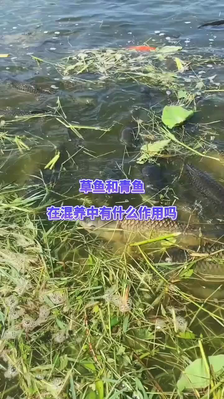 草鱼，青鱼混养有什么作用？