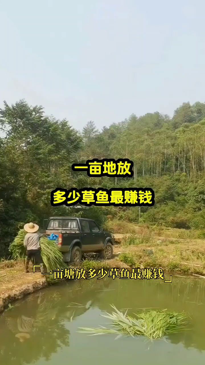 一亩放多少草鱼苗合适?