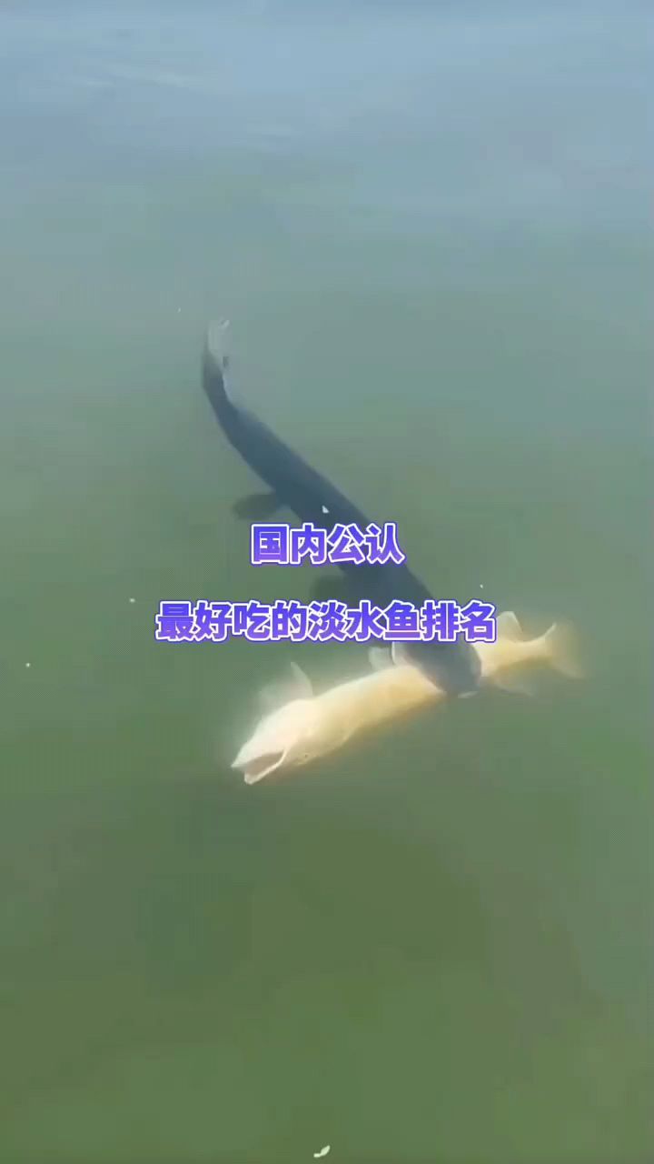 国内最好吃的淡水鱼