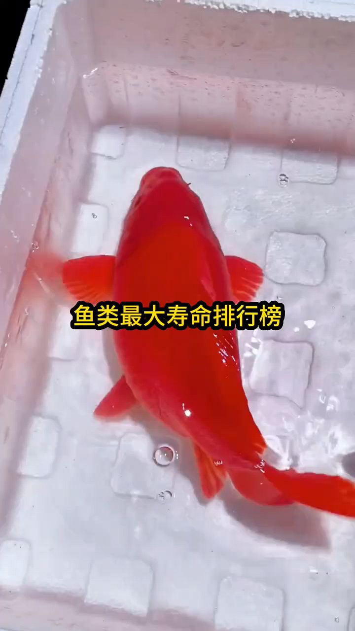 鱼类最大寿命排行