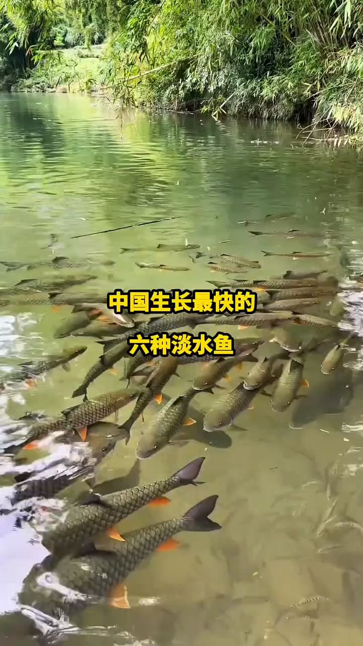 中国生长最快六种淡水鱼