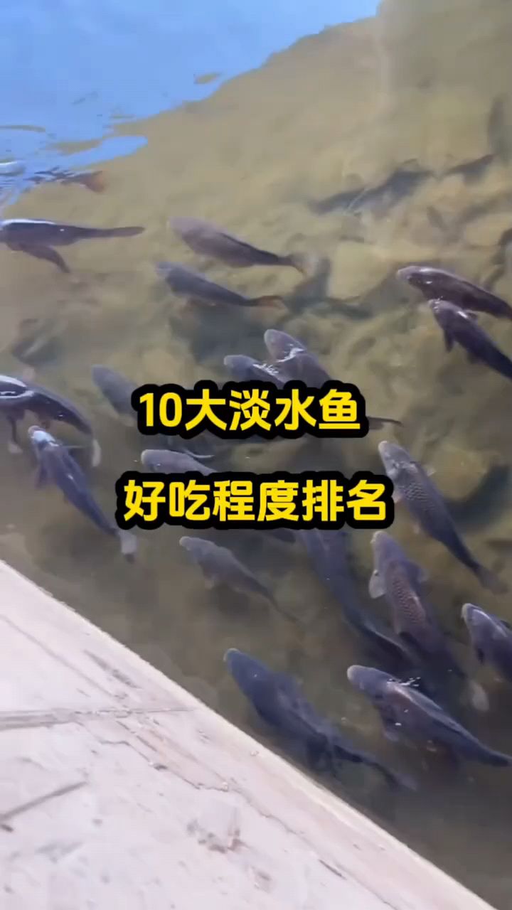 淡水鱼好吃程度排名
