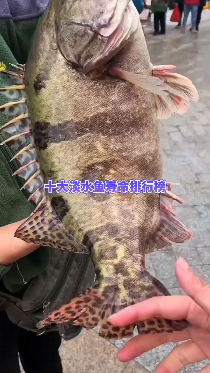 十大淡水鱼寿命排行
