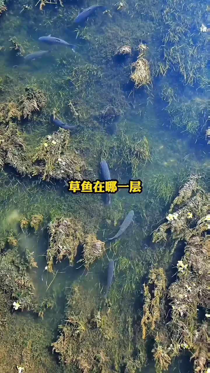 草鱼都在哪里?在哪个水层