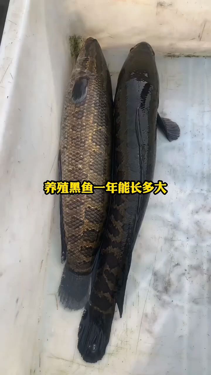 黑鱼一年长多大啊