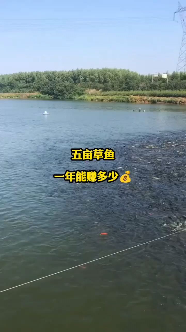 养鱼一年赚多少?