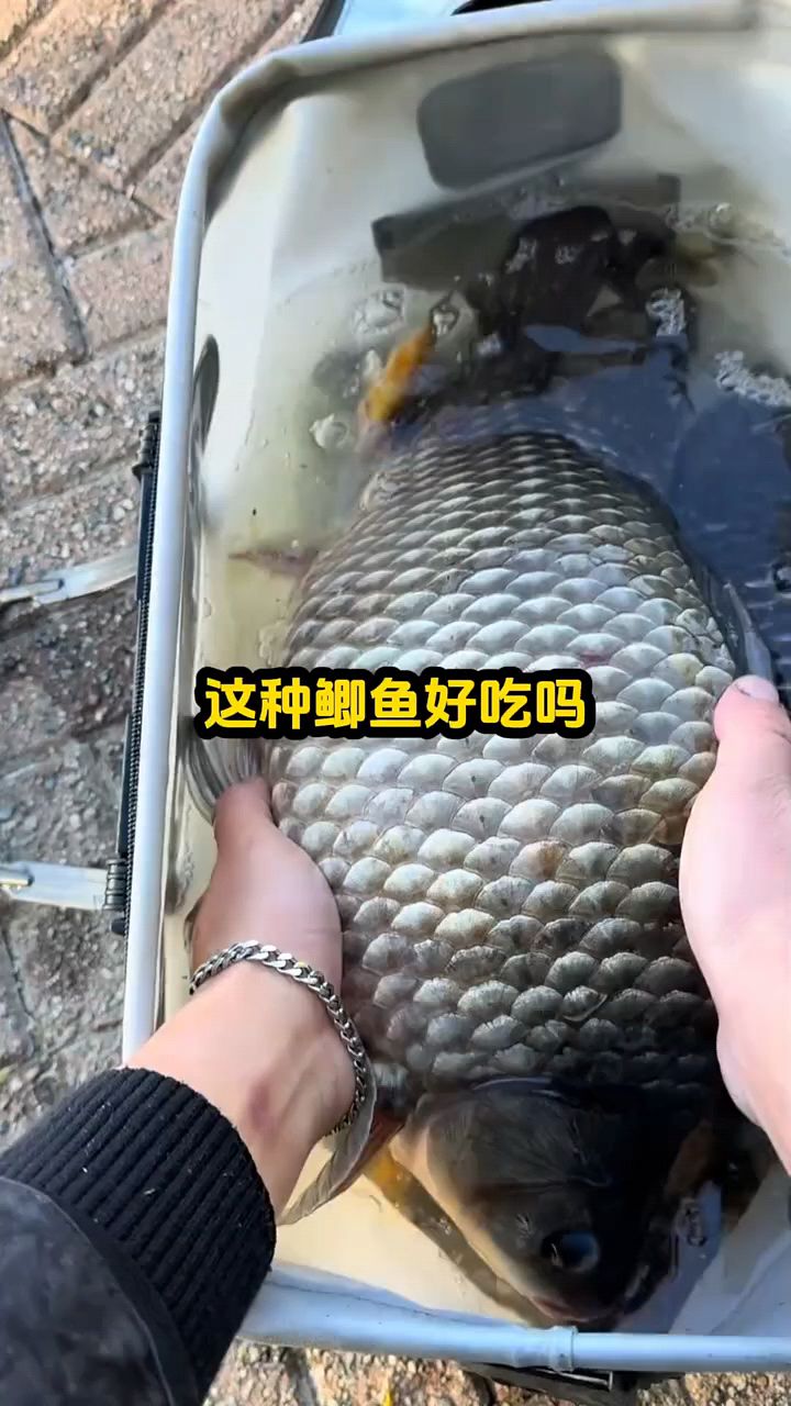 哪种鲫鱼最好吃啊
