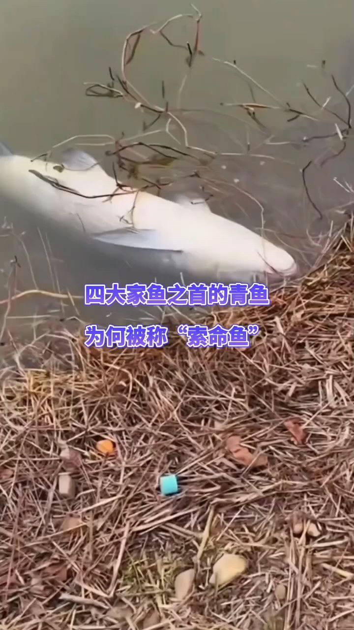 青鱼为什么叫索命鱼啊