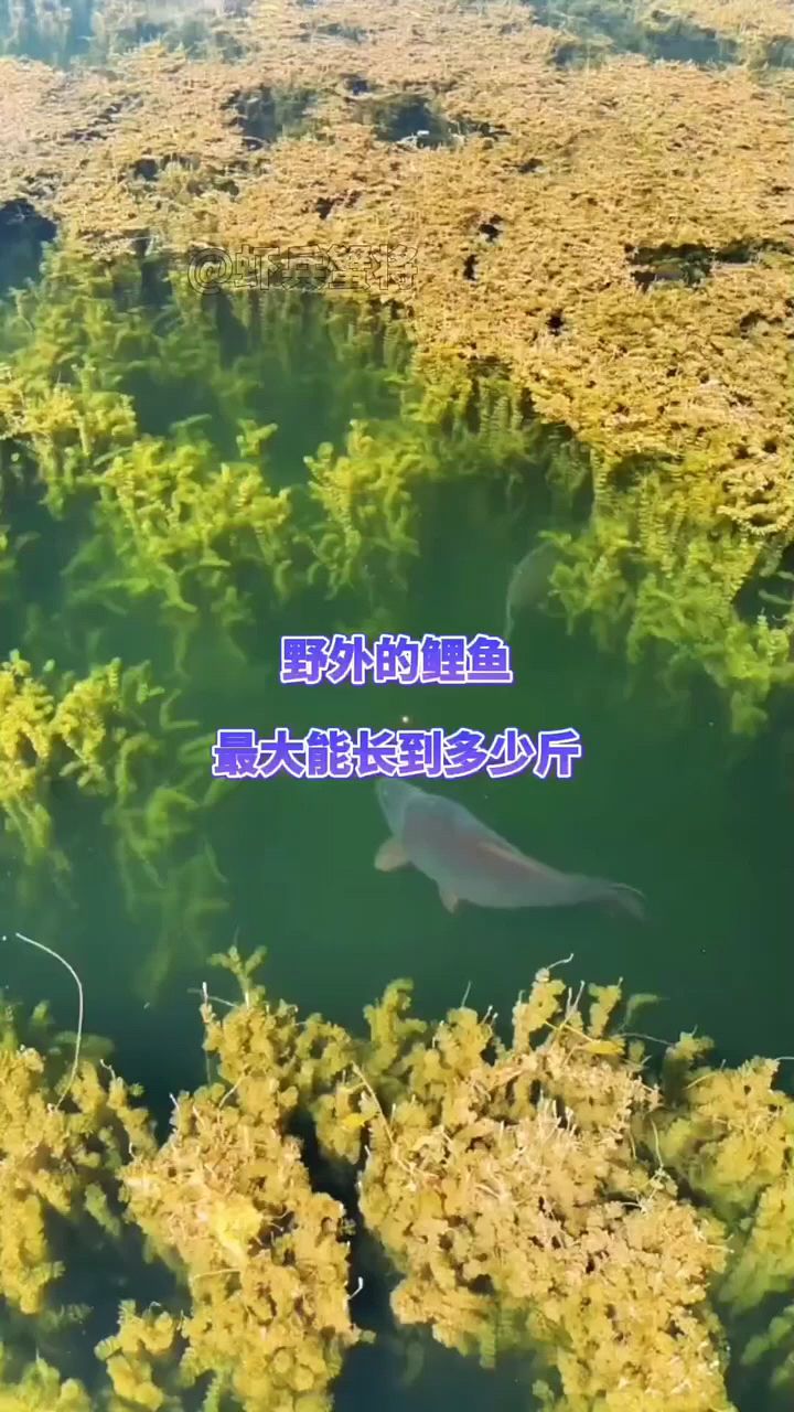 你见过最大多少斤的鲤鱼?