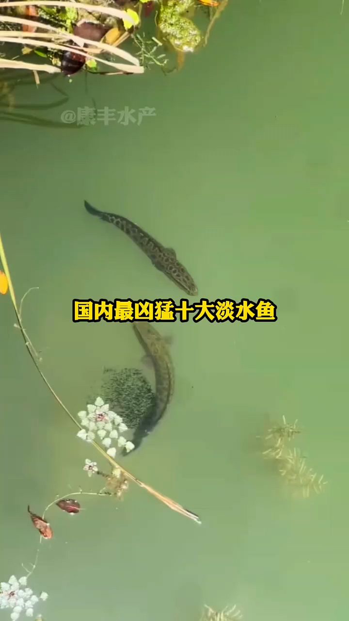国内凶猛淡水鱼排行