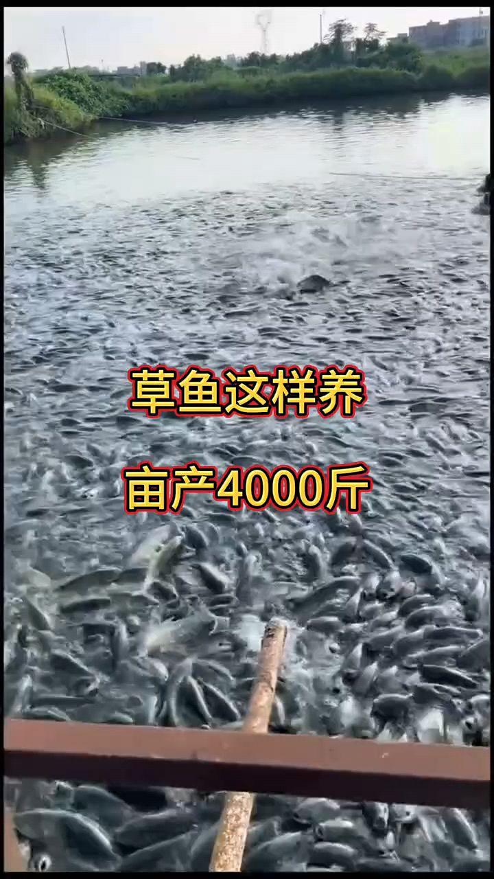 草鱼这样养，亩产4000斤