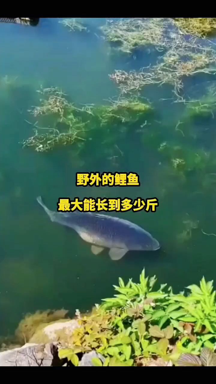野外的鲤鱼最大能长多少斤