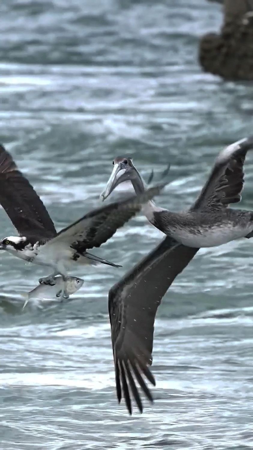 鹈鹕一口咬住鱼鹰的脖子