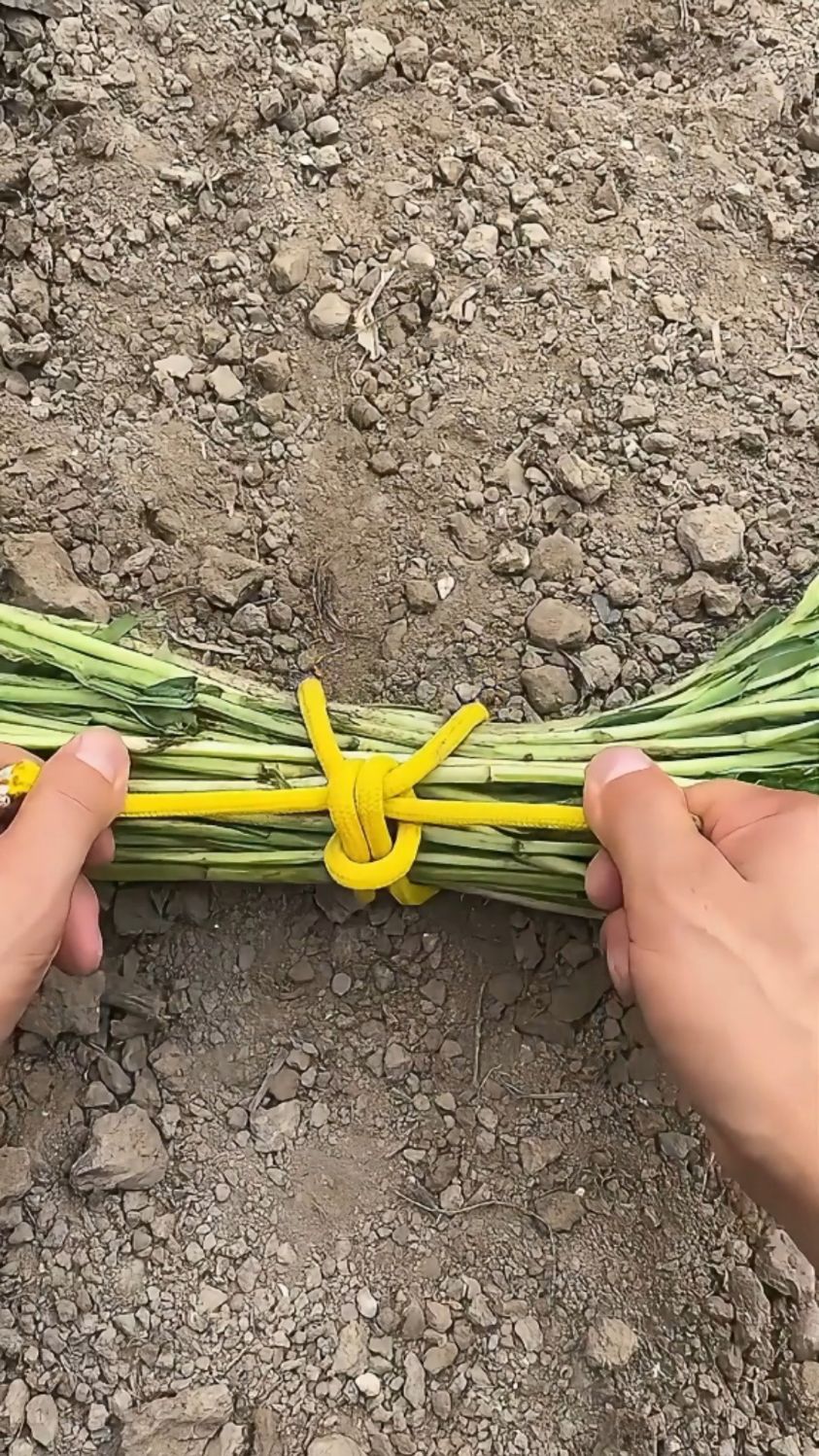 揭秘古代没有塑料袋是如何收纳包装蔬菜的巧妙方法!