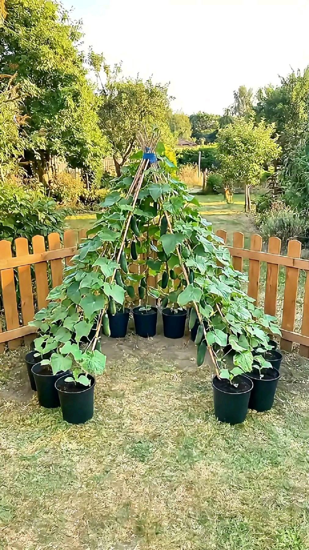 如何制作一个多功能水果蔬菜藤架子？