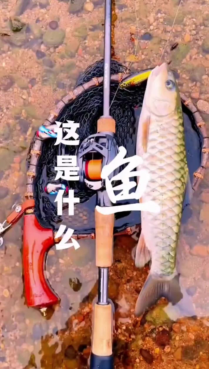 鱼类大全，想了解的进来看看