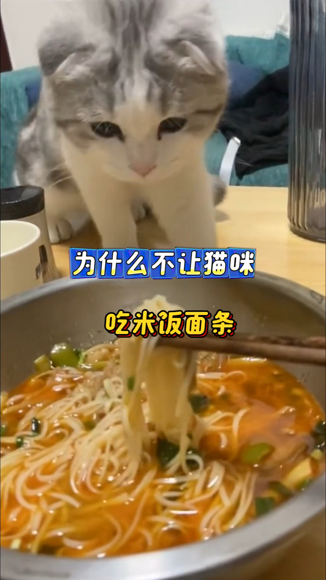 为什么猫咪不能吃米饭面条?