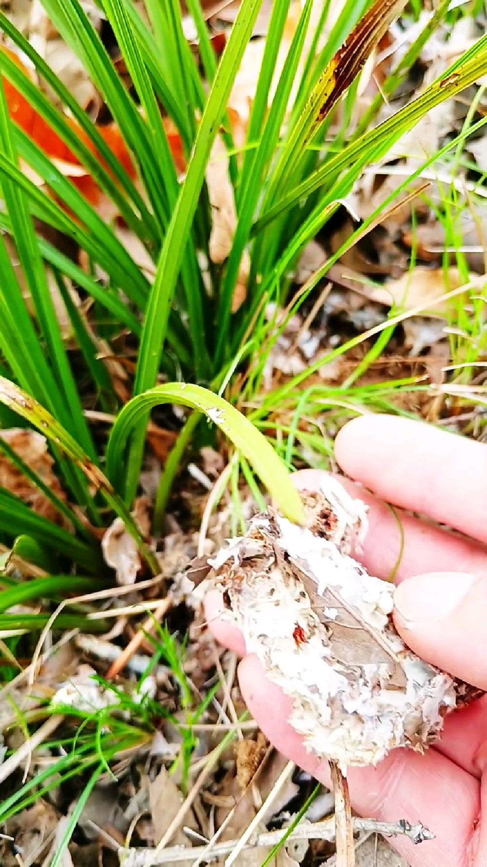 这是兰菌吗?野生兰花生长在哪里?