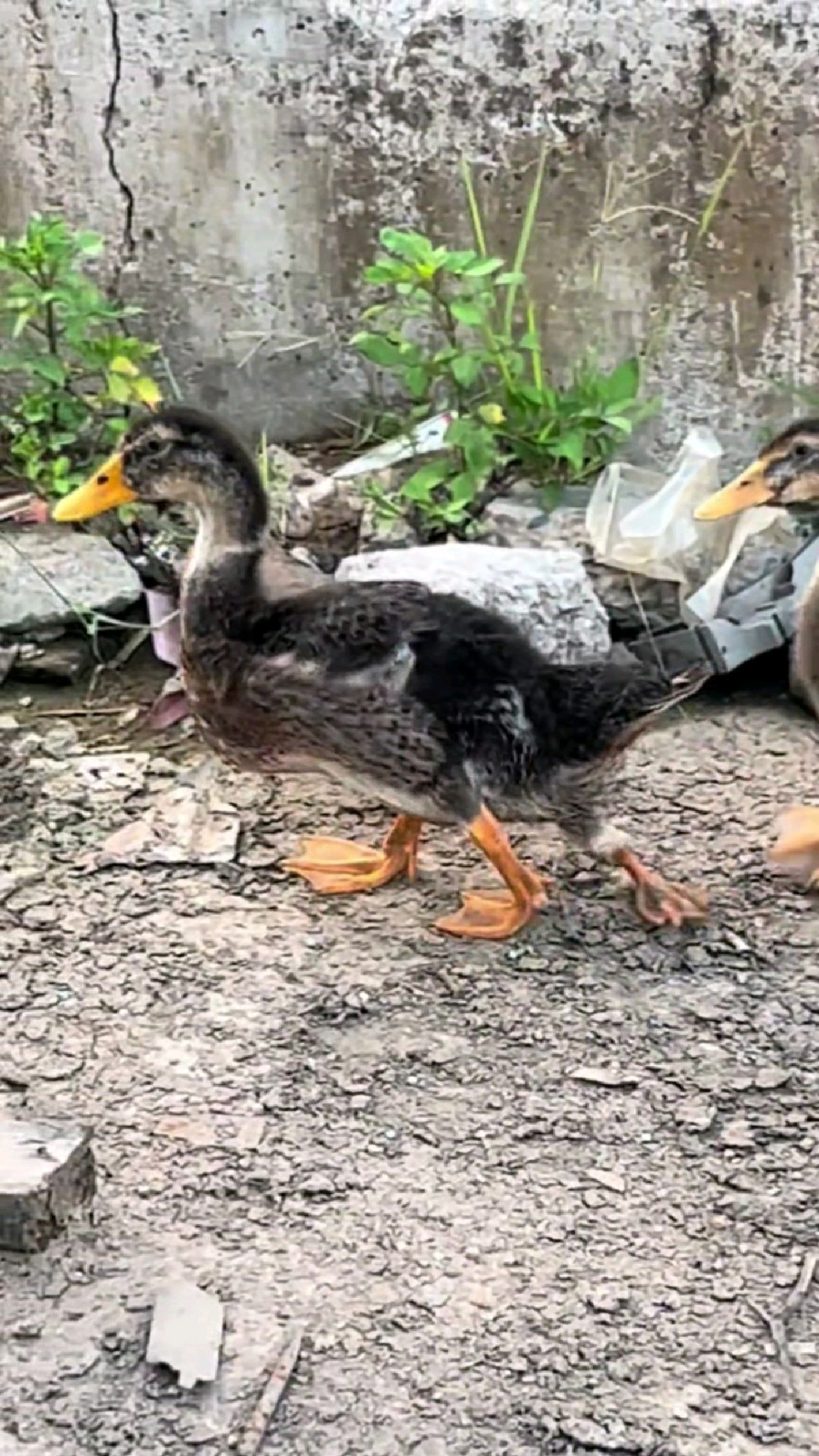 这只鸭子走路姿势有点奇怪#鸭子#动物世界