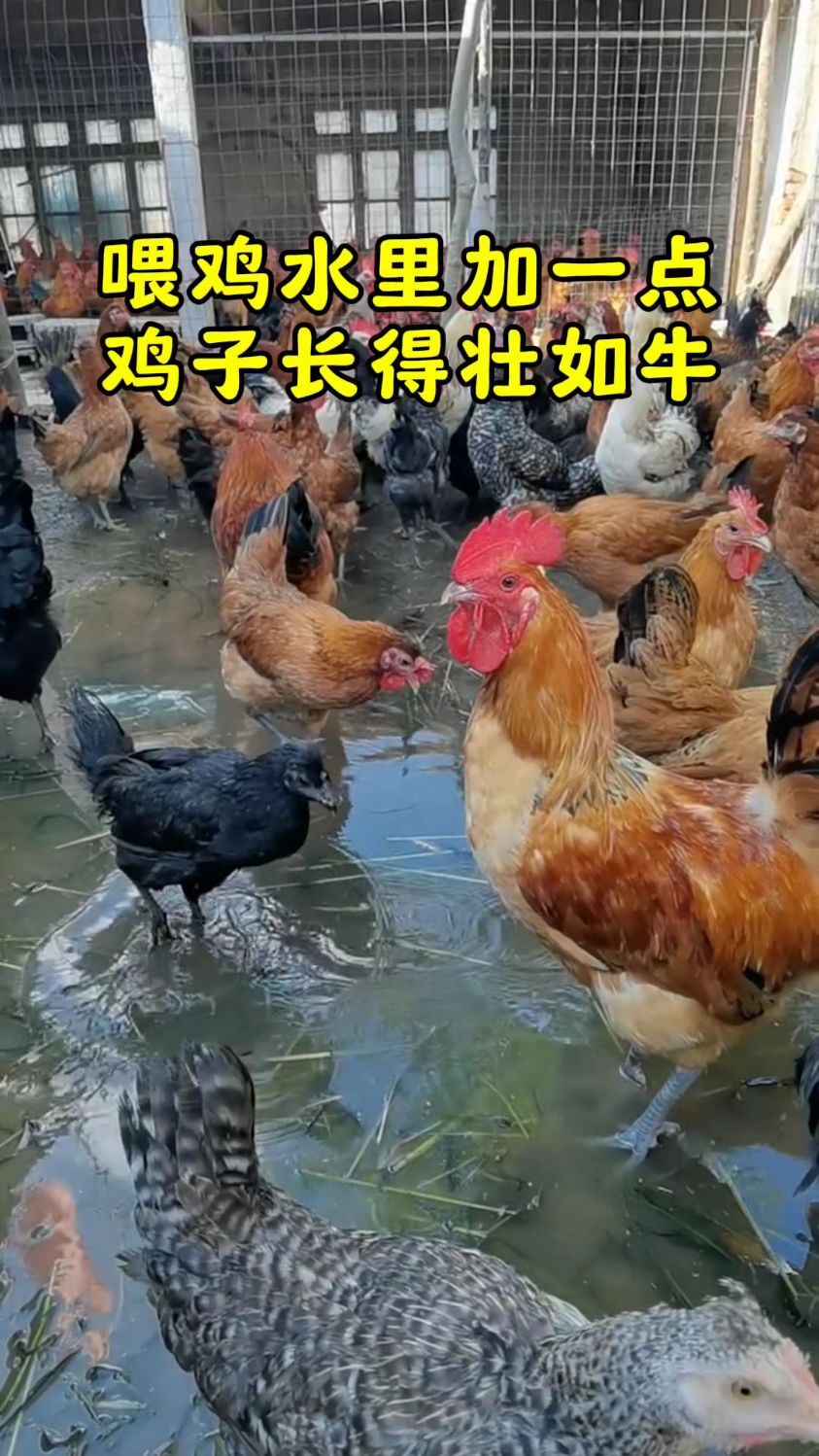 喂鸡水里加一点鸡子长得壮如牛