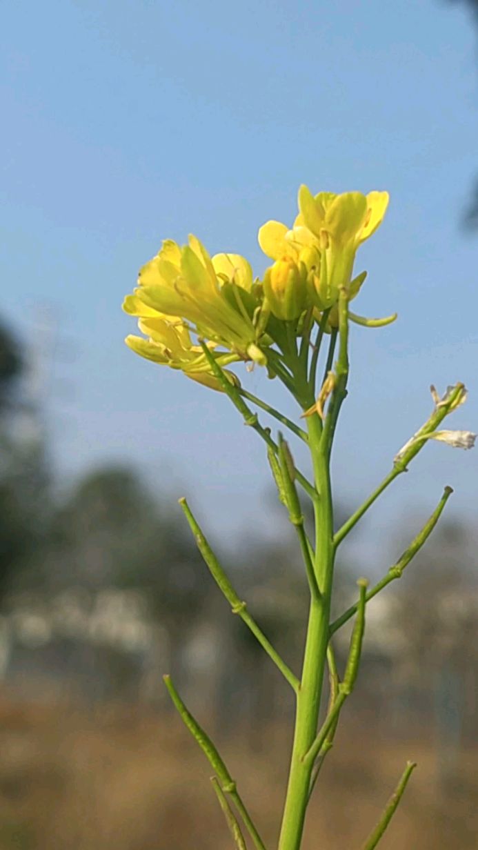 一枝独秀不是春!冬日里的野油菜花!
