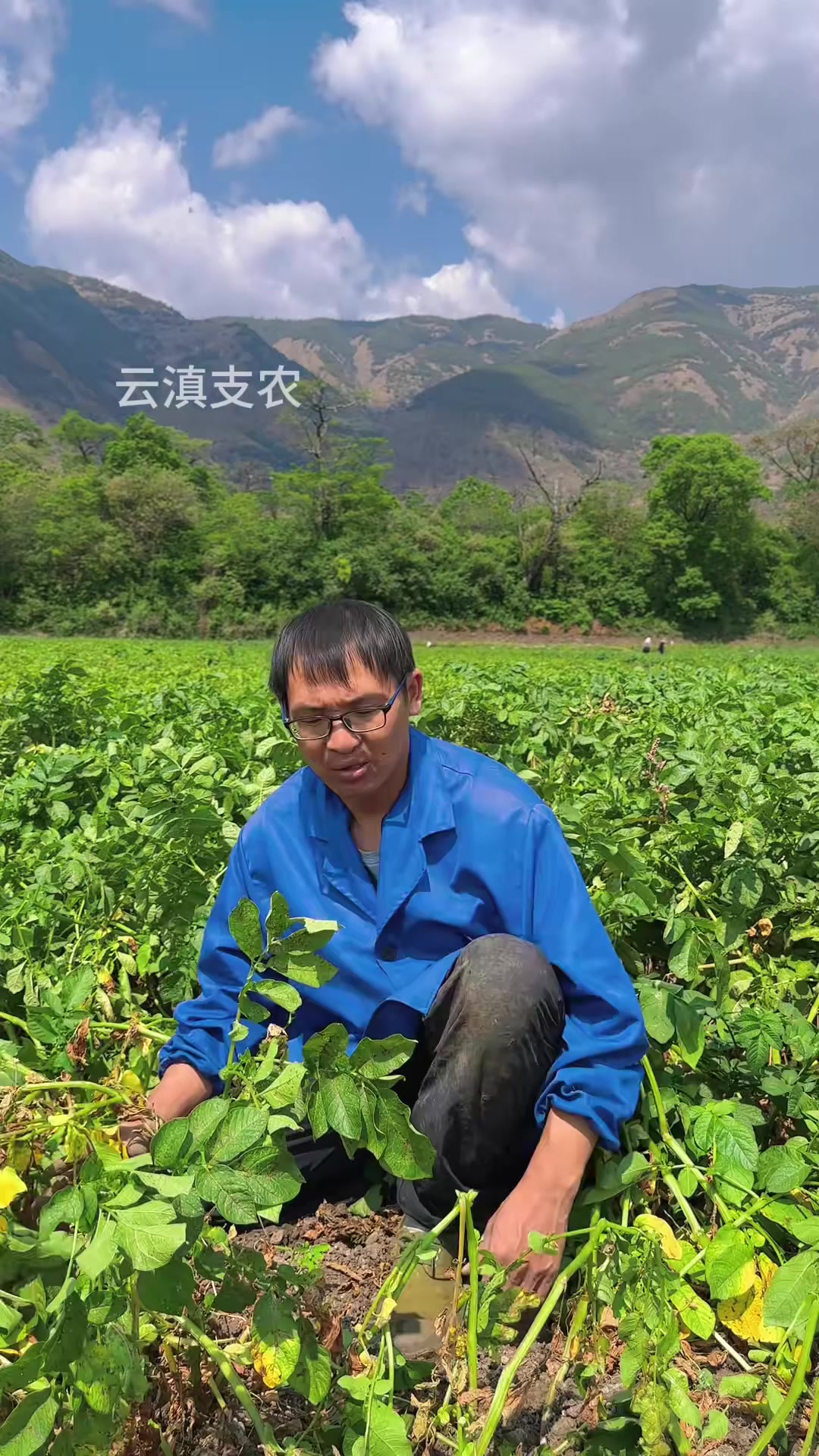 肉质紧实不易碎烂，摆盘好看有档次，云南红皮土豆摆盘食材