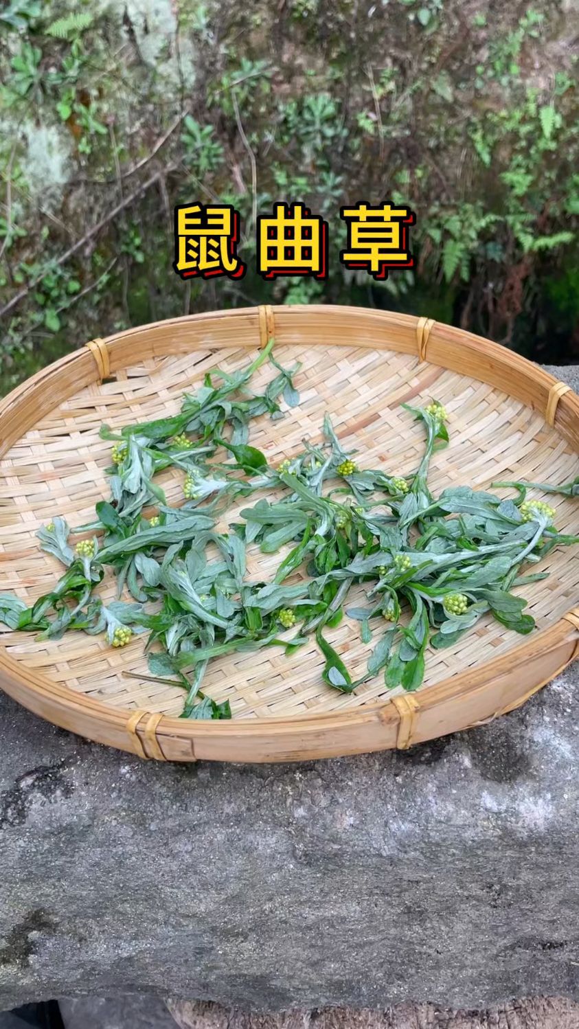 田野里的鼠曲草,是一种春天里的野菜,做成清明果很是美味。