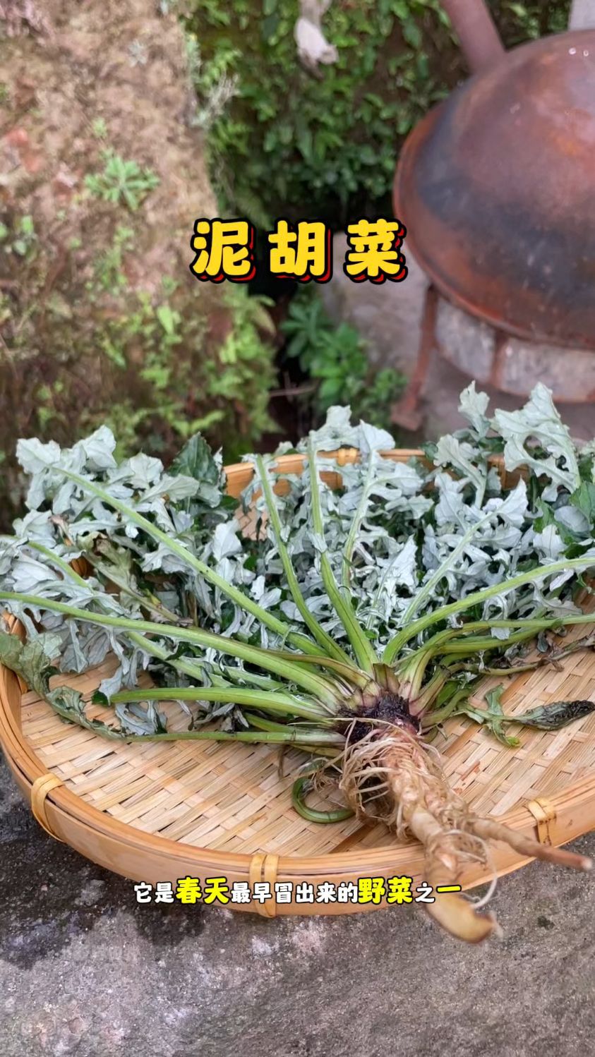 泥胡菜也叫石灰菜、猪兜菜,是春天最早的野菜之一,你的家乡有吗