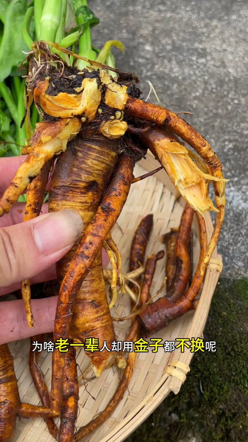 它是老一辈人用金子都不换的野菜,叫土大黄、野菠菜、牛大黄