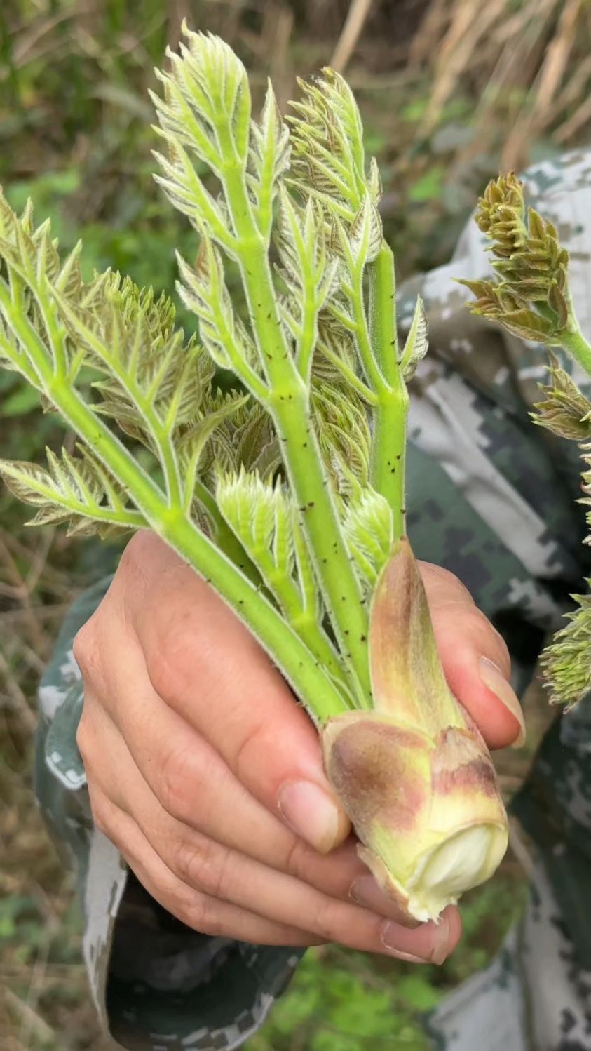 这种带刺的#野菜 有吃过吗?炒腊肉、剁馅包饺子非常美味