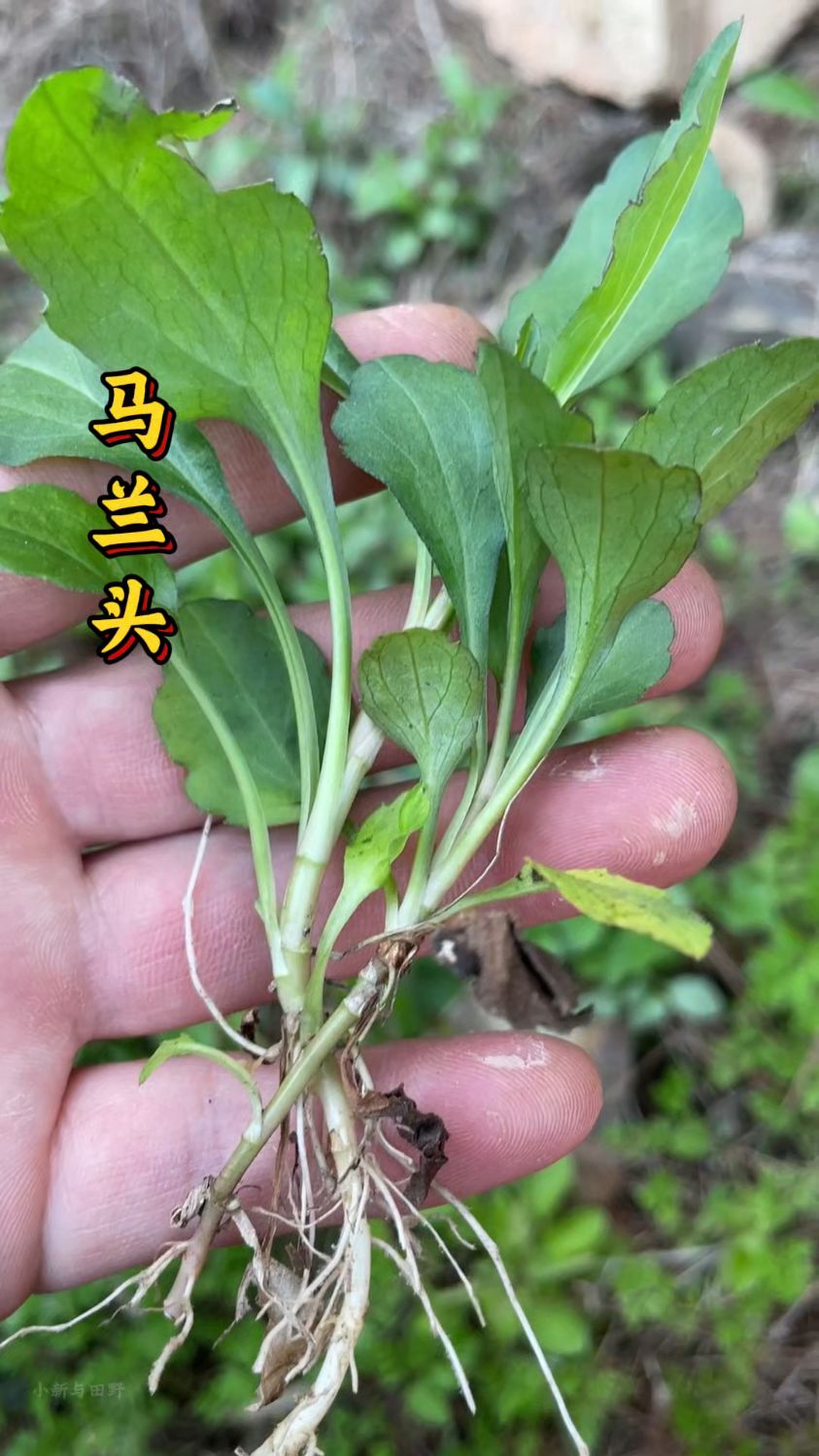 马兰头又叫泥鳅菜,很受欢迎的野菜,野菜中美味佳肴 #野菜