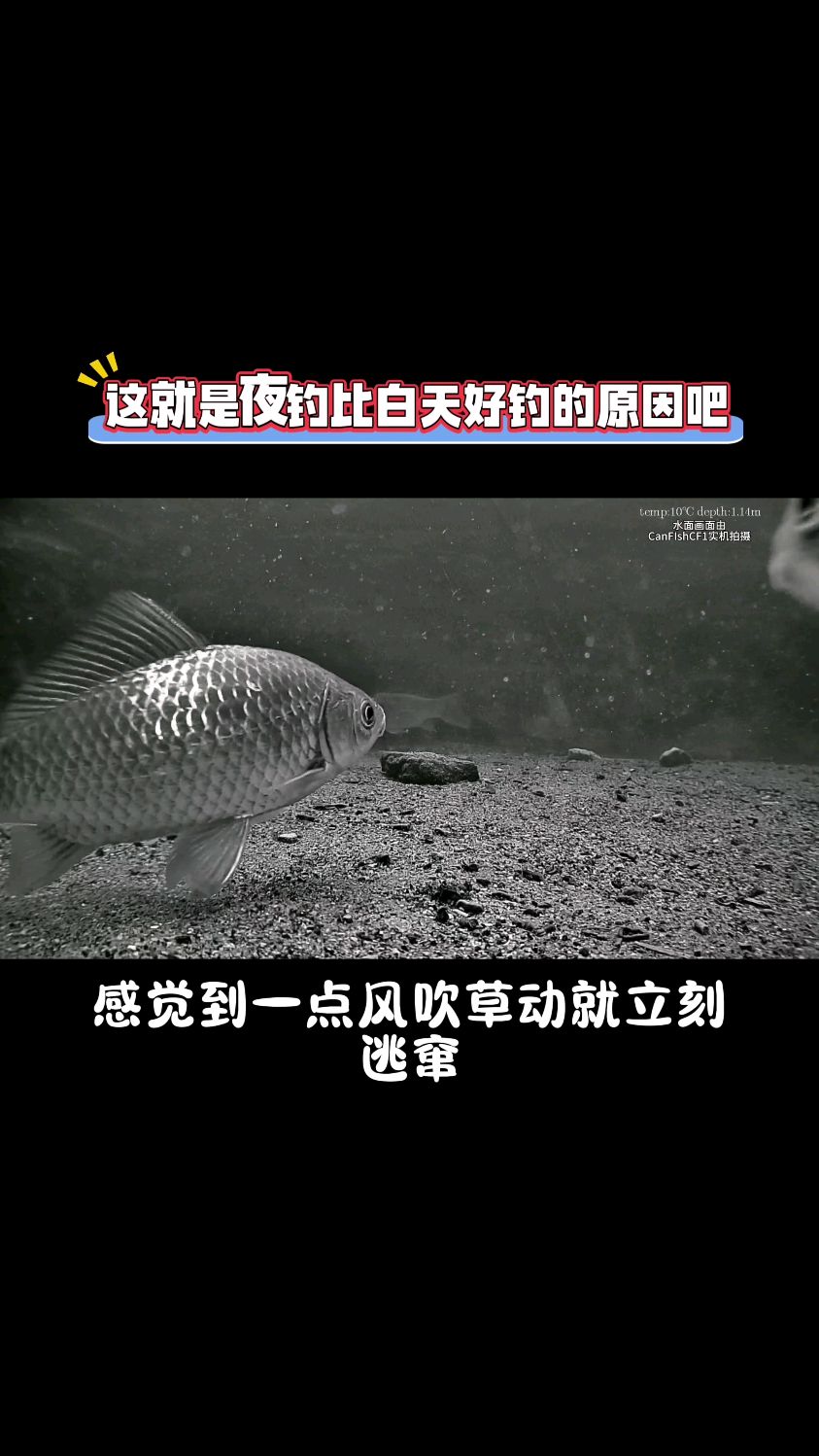夜钓出鱼好,还是白天出鱼好?
