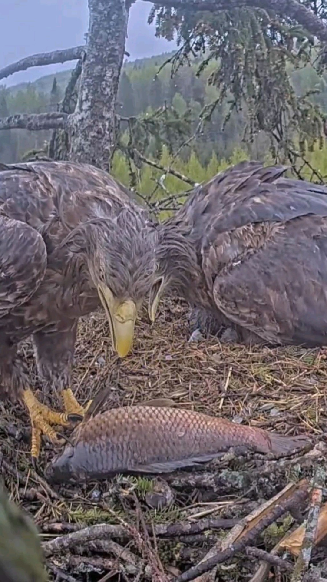 雄白尾鹰冒雨抓回巢鱼供养家庭