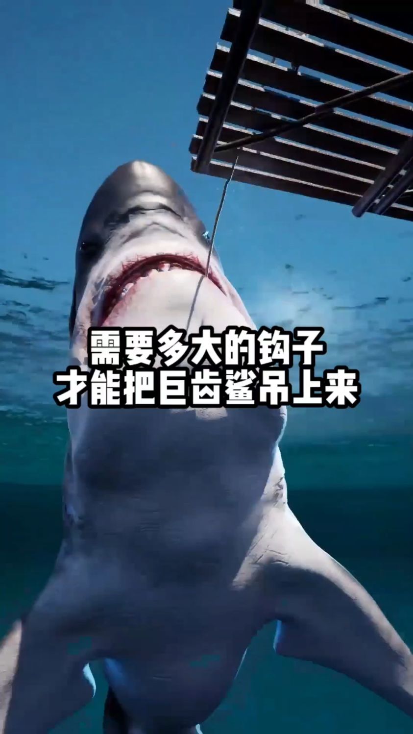 本以为巨齿鲨够庞大的，没想到蓝鲸竟然还更庞大！