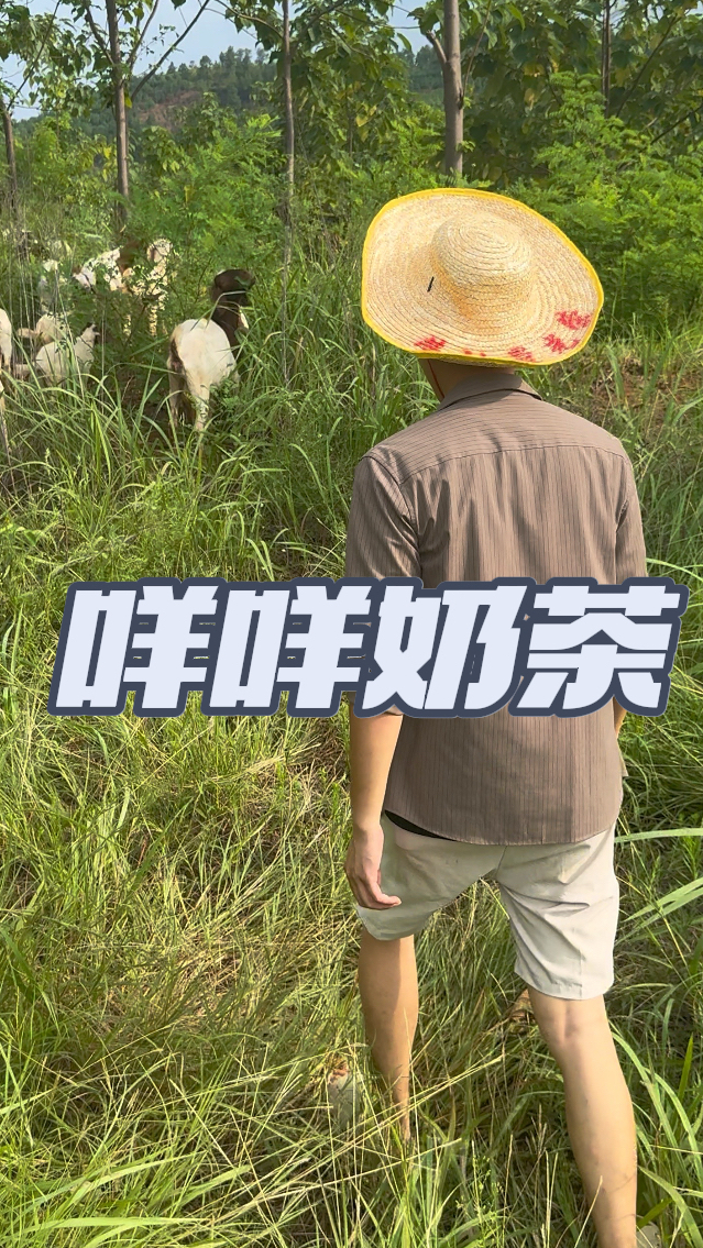 放羊娃秋天的第一杯奶茶