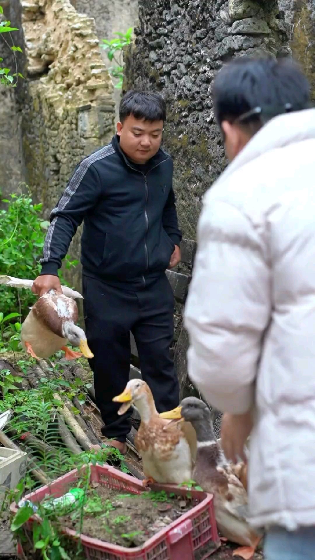 阿熊养的鸭子准备出笼了,可惜被阿业抢先一步给炖了,阿熊含泪吃