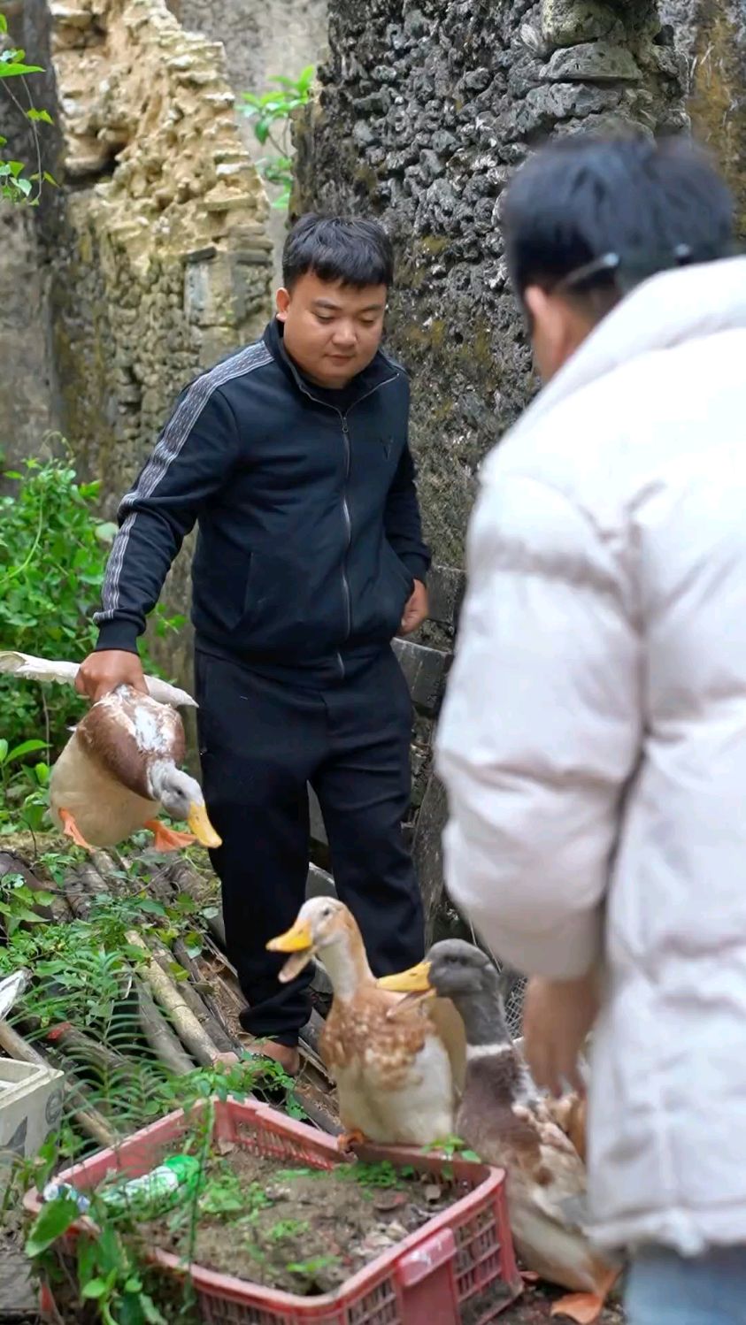 阿熊养的鸭子今天准备出笼了，可惜被阿业抢先一步给炖了，好吃。