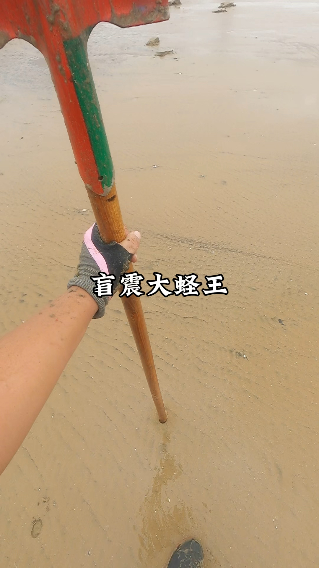 敲击沙滩震出真假蛏王洞并盲抓大蛏王